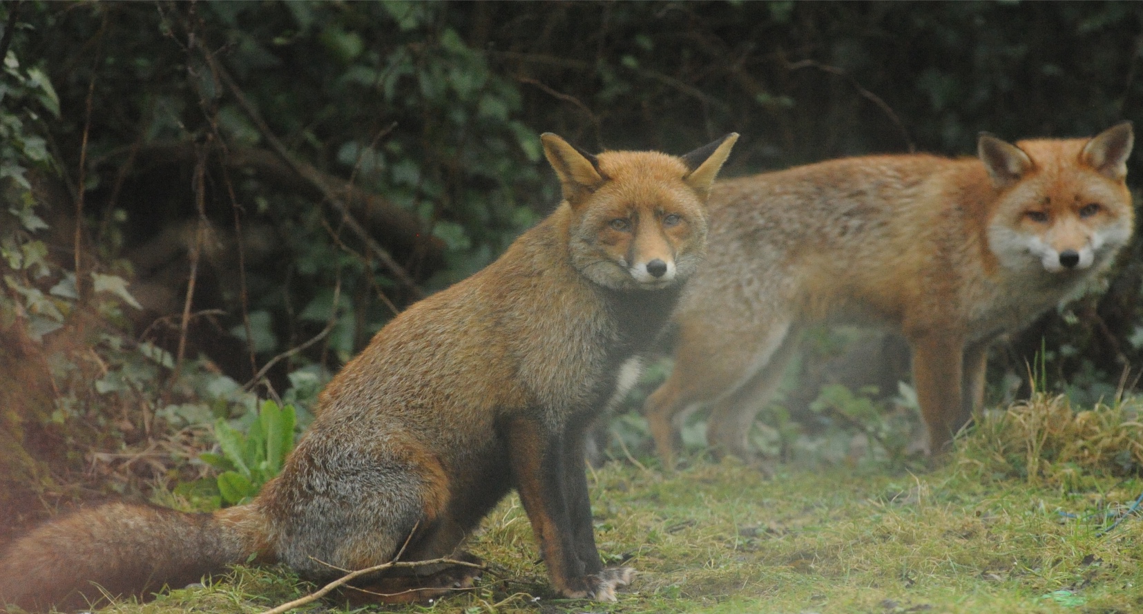 Photo of Foxes